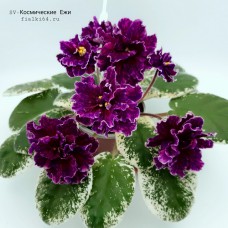 SV-Космические Ежи (Суворова)